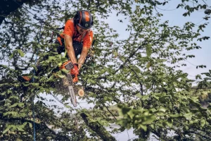 A tree feller is trimming & pruning trees in Pretoria and Centurion areas