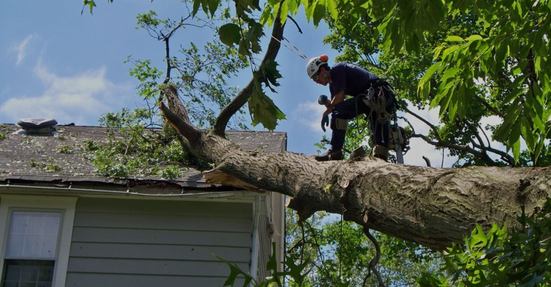 How to Protect Your Property from Falling Trees & Branches