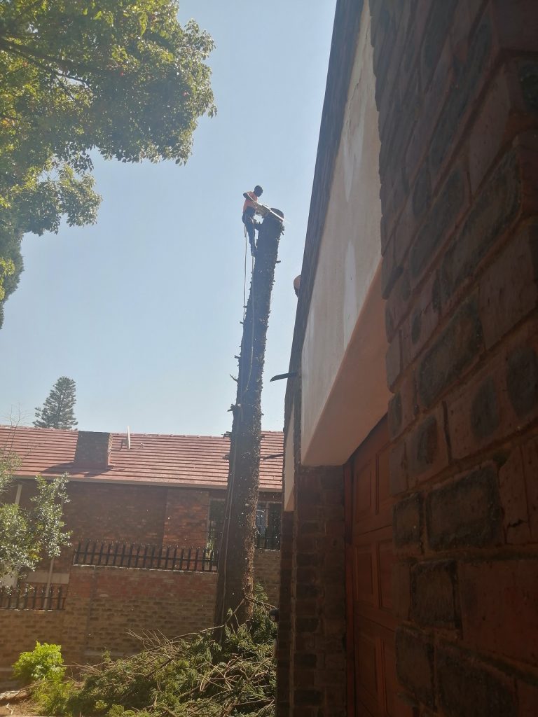 large tall tree removed by an tree cutter expert in Irene, Centurion
