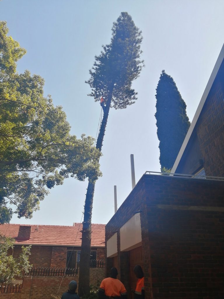 large tall tree removed by an tree cutter expert in Pretoria, Centurion