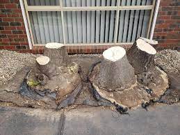 Yucca tree removal in Pretoria